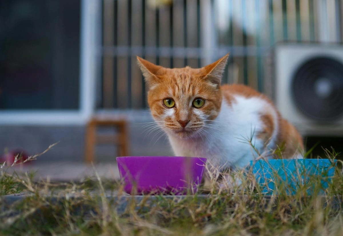 Cabinet veterinar – Alimente interzise pentru pisici: ce nu trebuie să mănânce niciodată
