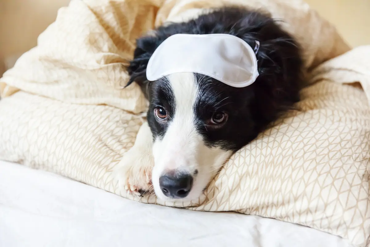 Cabinet veterinar – Boli frecvente la câini: simptome, cauze și cum le recunoști din timp