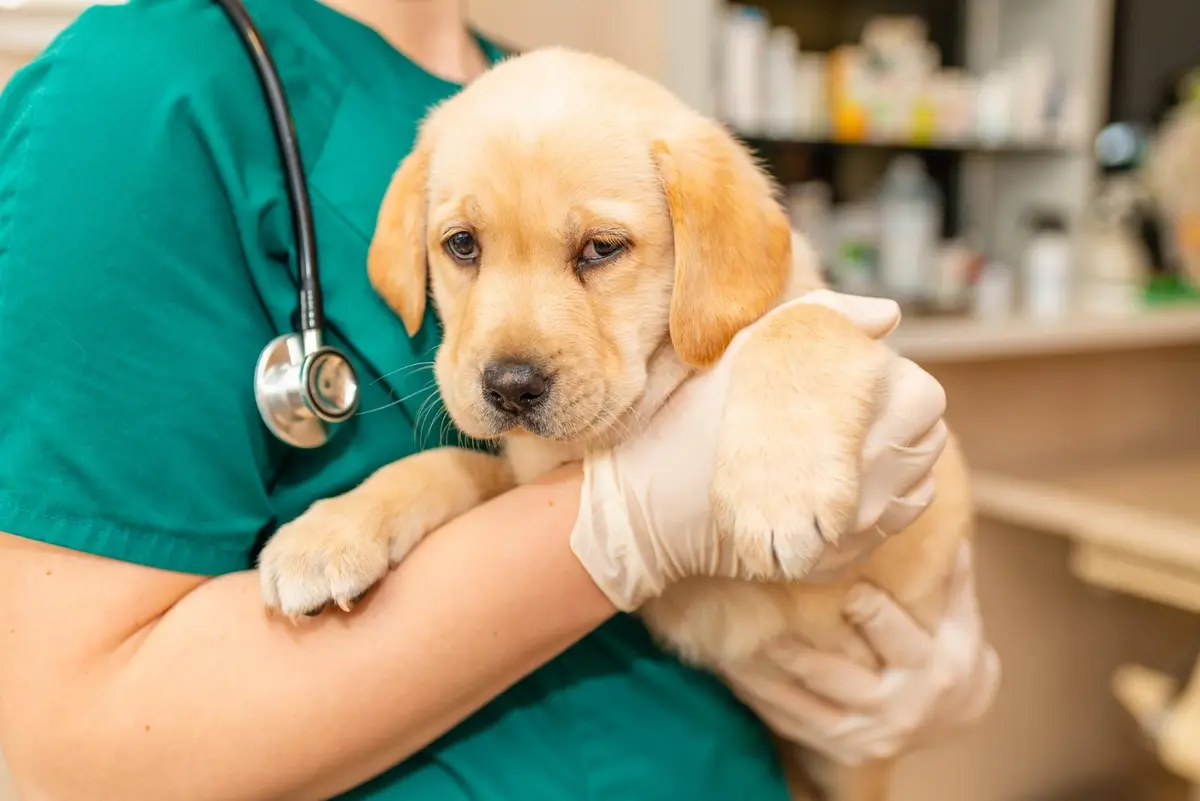 Cabinet veterinar – Cum să îți alegi un cabinet veterinar?