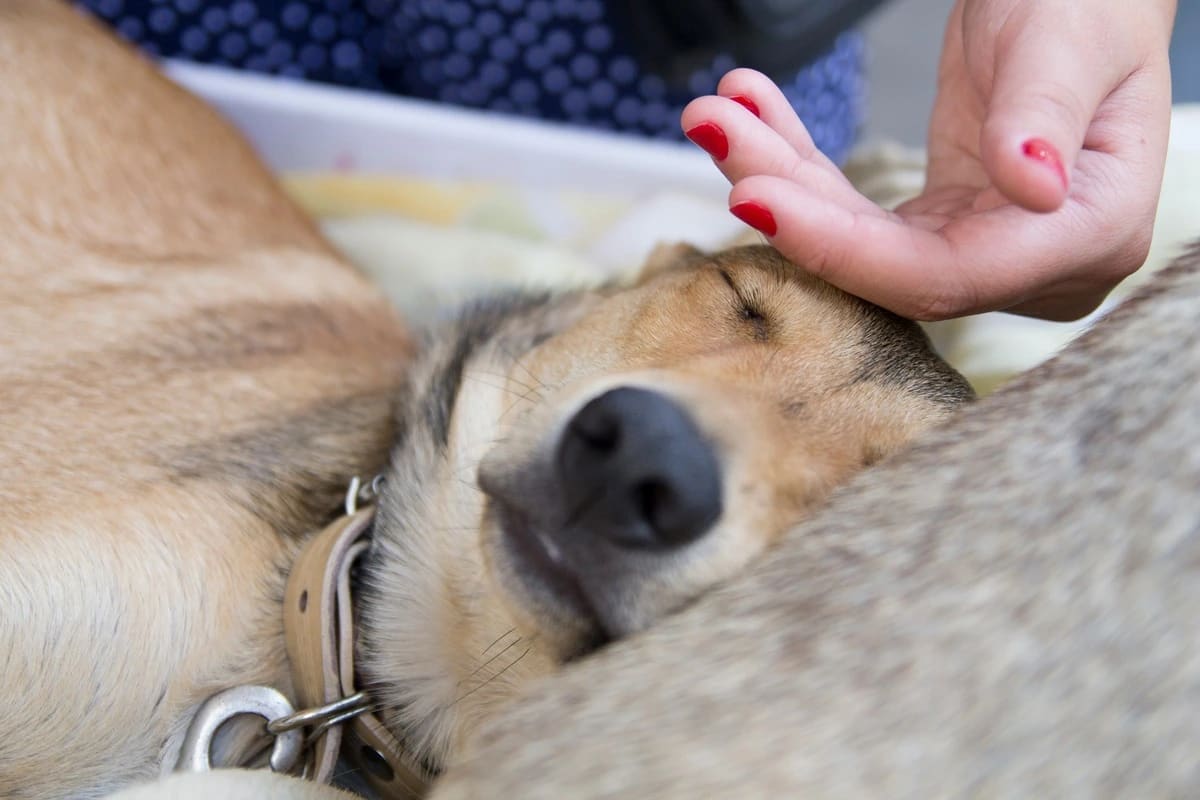 Cabinet veterinar – Cum îți dai seama dacă un câine are febră? Semne, temperatură normală și când mergi la veterinar