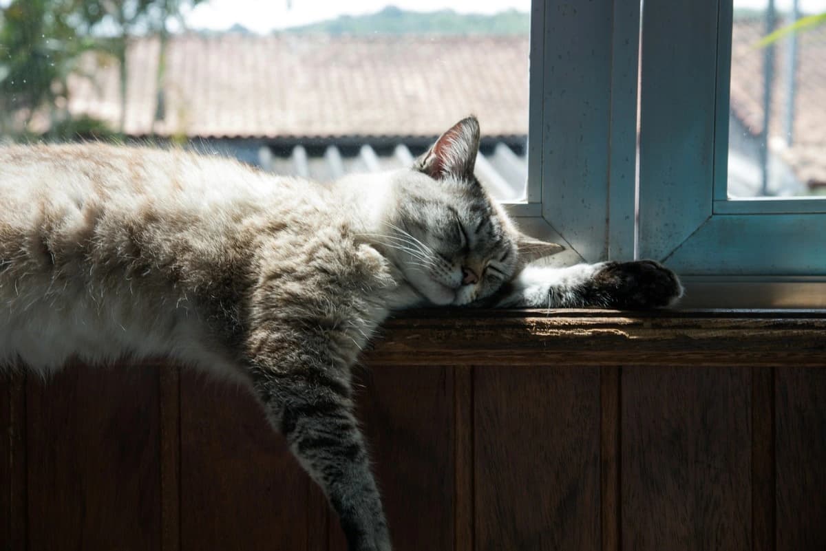 Cabinet veterinar – De ce își schimbă pisica comportamentul brusc