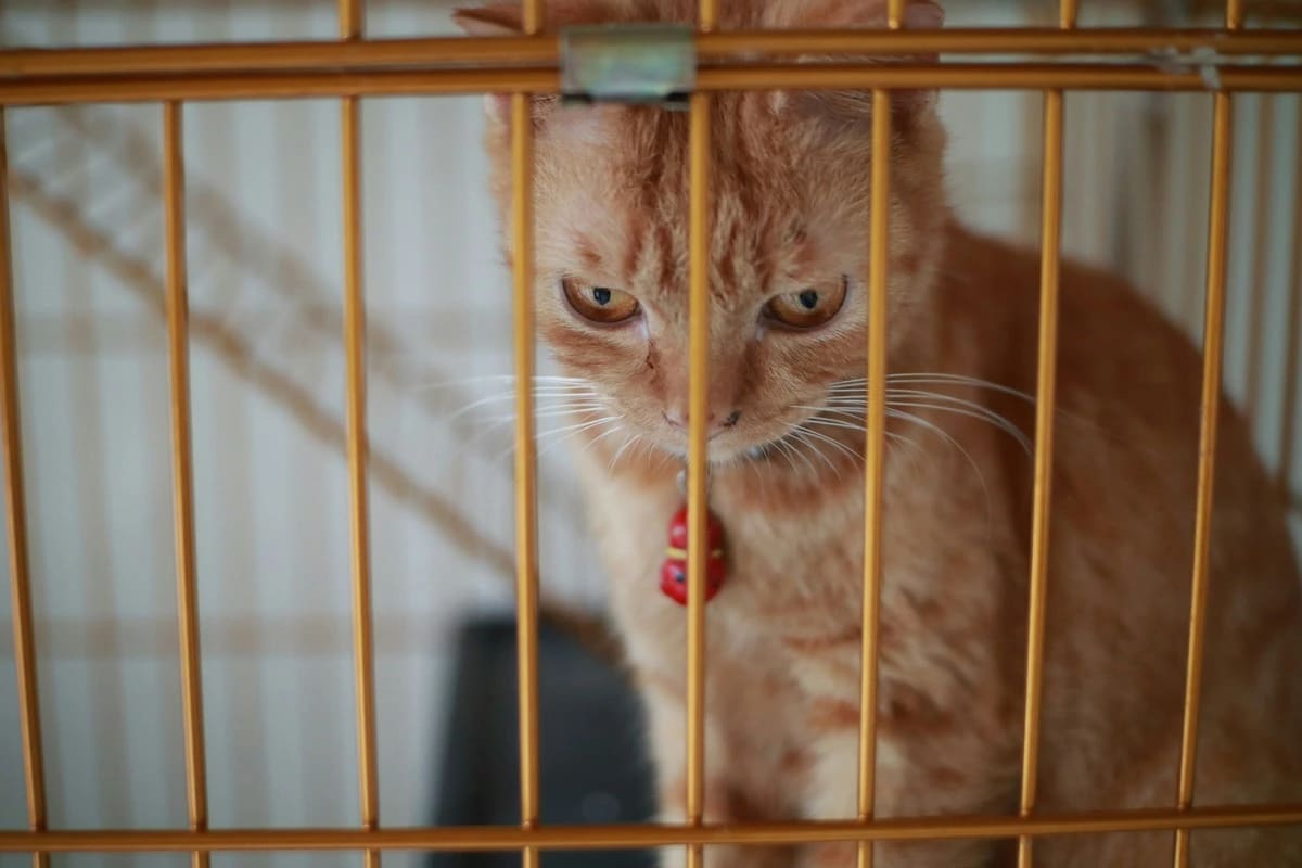 Pisică stresată în cușcă de transport la veterinar