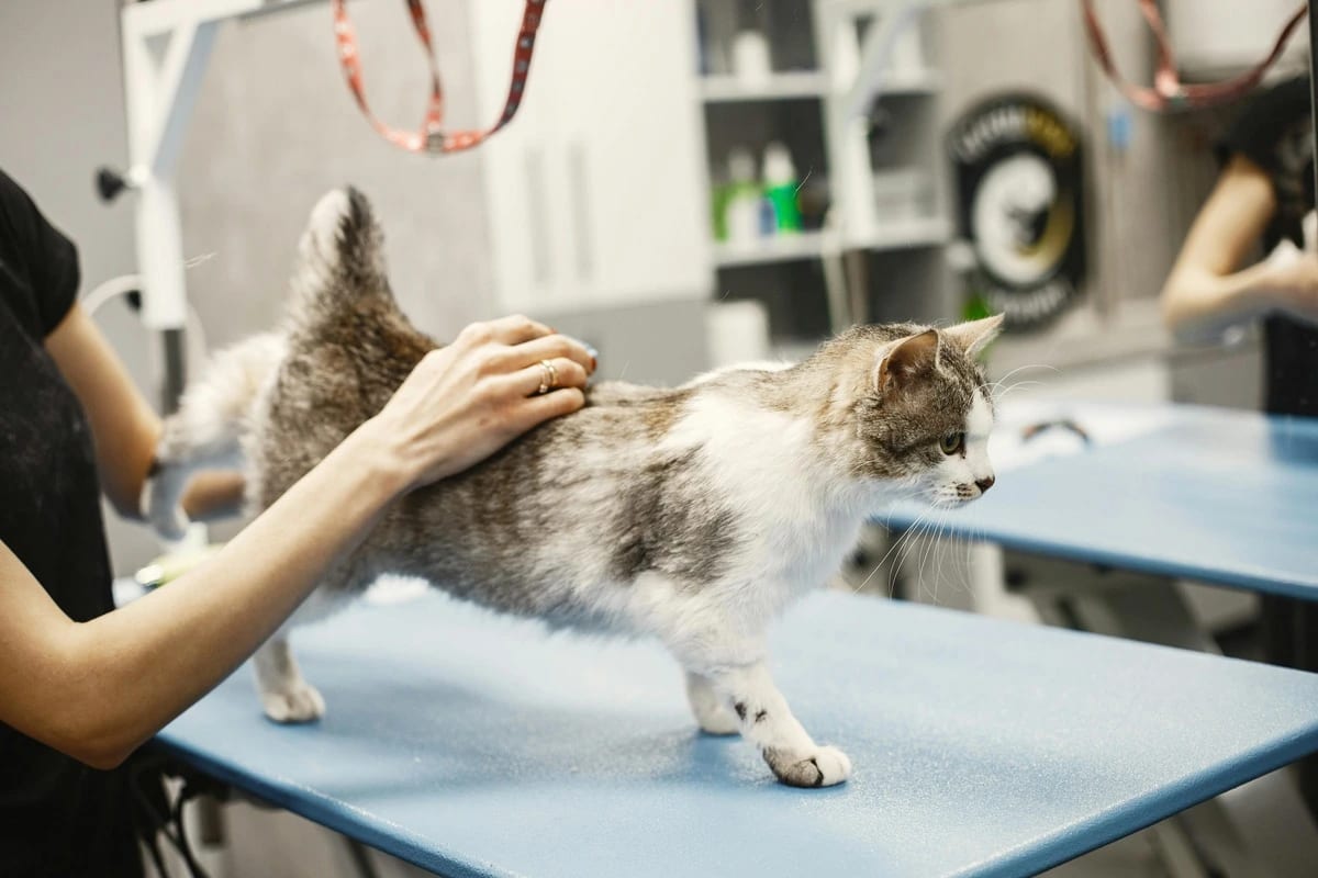 Cabinet veterinar – Deparazitarea la pisici: tot ce trebuie să știi