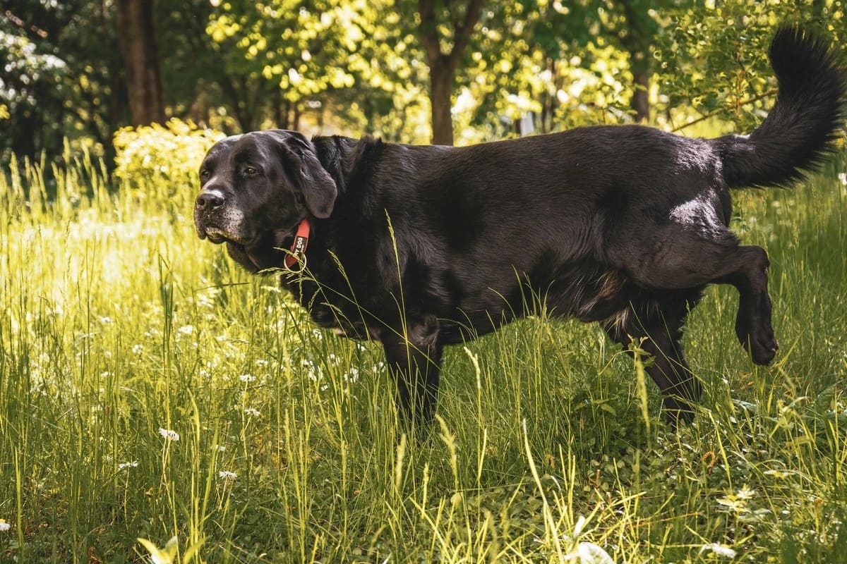 Cabinet veterinar – Deparazitarea la câini: internă vs externă (când și cum se face)