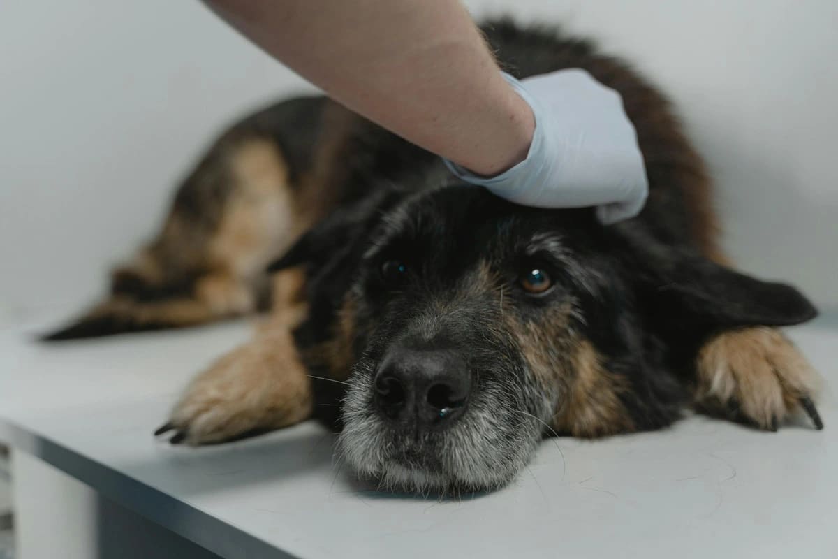 Câine la veterinar.