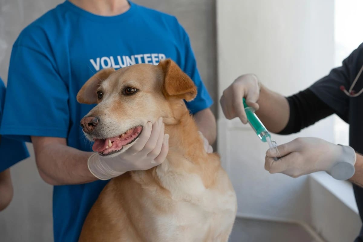 Medicul veterinar administrează vaccin antirabic unui câine în clinică
