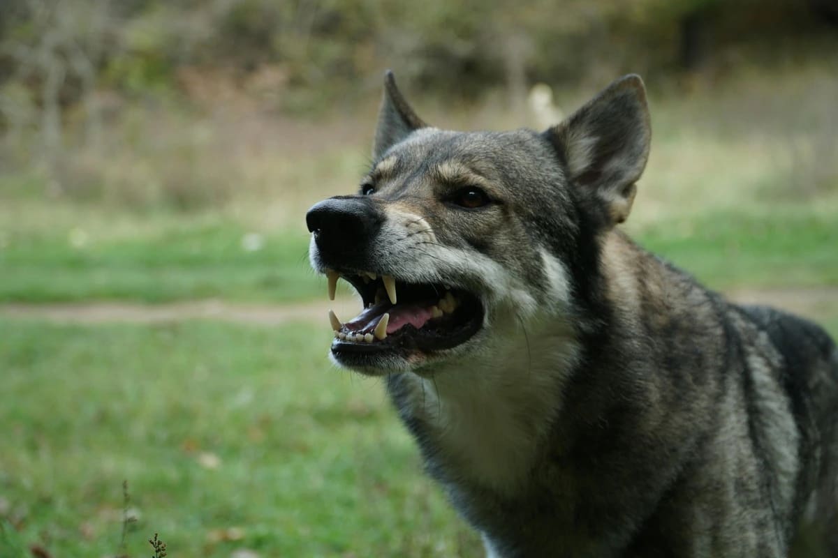 Cabinet veterinar – Rabia la animale: ce trebuie să știe orice proprietar