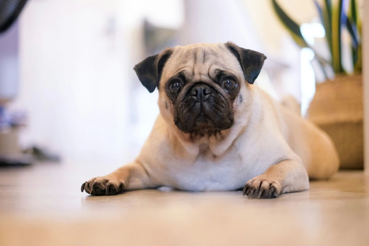 Pug într-un apartament, câine mic cu față turtită și expresie prietenoasă, potrivit pentru viața la bloc