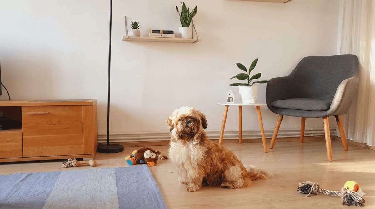 Shih Tzu într-un apartament, câine mic cu blană lungă și mătăsoasă, potrivit pentru viața la bloc