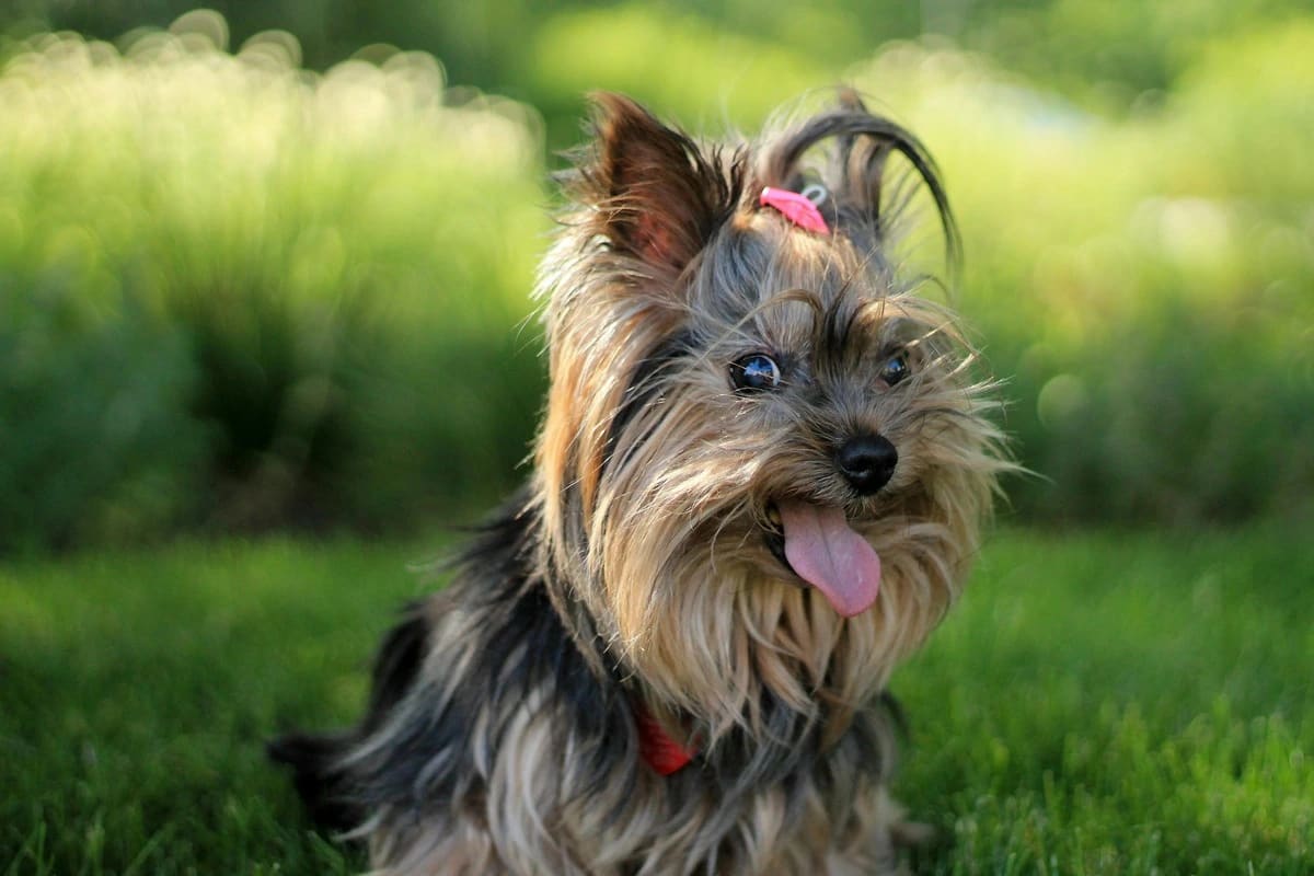 Yorkshire Terrier într-un apartament, câine mic cu blană lungă și fină, potrivit pentru viața la bloc